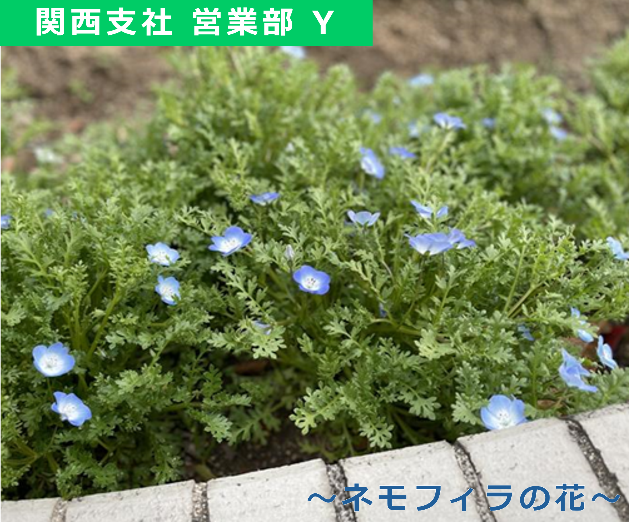 社員紹介　- 関西支社 Yさん　写真